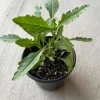 Epazote Live Plant 4'' Pot - Organic Herb for Cooking & Flavor - Image 1