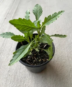 Epazote Live Plant 4'' Pot - Organic Herb for Cooking & Flavor - Image 1