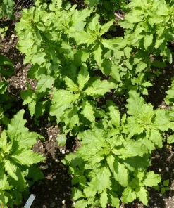 Epazote Seeds - 300 Count Mexican Tea Herb Flower Seeds - Chenopodium Ambrosioides - Image 2