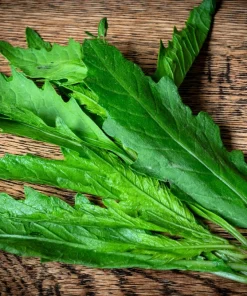 Epazote Seeds - 300 Count Mexican Tea Herb Flower Seeds - Chenopodium Ambrosioides - Image 3