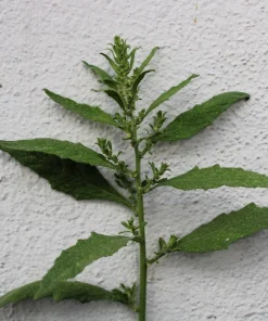 Epazote Seeds - 300 Count Mexican Tea Herb Flower Seeds - Chenopodium Ambrosioides - Image 4