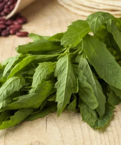 Epazote Seeds - 300 Count Mexican Tea Herb Flower Seeds - Chenopodium Ambrosioides - Image 5