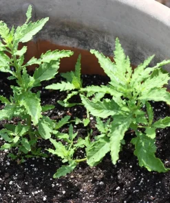 Epazote Seeds - 300 Count Mexican Tea Herb Flower Seeds - Chenopodium Ambrosioides - Image 6