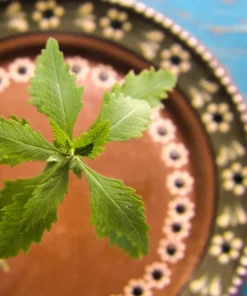 Epazote Seeds - 300 Count Mexican Tea Herb Flower Seeds - Chenopodium Ambrosioides - Image 8