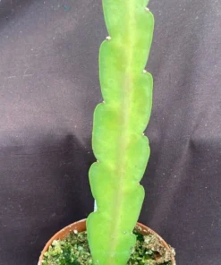 Epiphyllum Sparkling Burgundy Orchid Cactus Live Plant, Rooted, 3