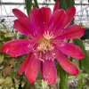 Epiphyllum Sparkling Burgundy Orchid Cactus Live Plant, Rooted, 3" Pot - Image 1