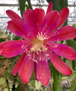 Epiphyllum Sparkling Burgundy Orchid Cactus Live Plant, Rooted, 3