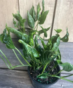 Epipremnum Aureum 'Shangri La' in 4 inches pot - Image 2