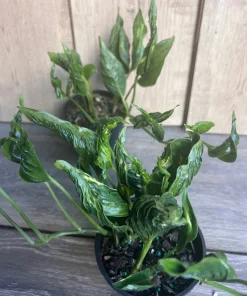Epipremnum Aureum 'Shangri La' in 4 inches pot - Image 3