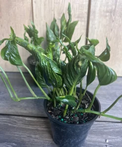 Epipremnum Aureum 'Shangri La' in 4 inches pot - Image 4