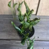 Epipremnum Aureum 'Shangri La' in 4 inches pot - Image 1