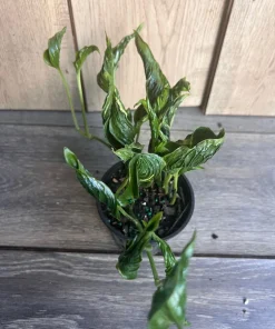 Epipremnum Aureum 'Shangri La' in 4 inches pot - Image 1