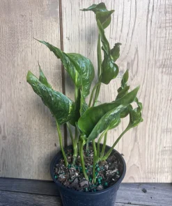 Epipremnum Aureum 'Shangri La' in 4 inches pot - Image 5