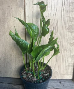 Epipremnum Aureum 'Shangri La' in 4 inches pot - Image 6