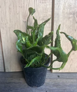 Epipremnum Aureum 'Shangri La' in 4 inches pot - Image 7