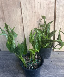 Epipremnum Aureum 'Shangri La' in 4 inches pot - Image 8