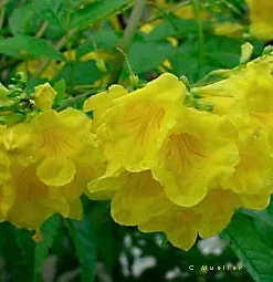 Esperanza Gold Star Yellow Bells Live Plant - Tecoma stans Yellow Flowering Shrub - 1 Gallon Pot - Outdoor - Image 3