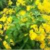 Esperanza Gold Star Yellow Bells Live Plant - Tecoma stans Yellow Flowering Shrub - 1 Gallon Pot - Outdoor - Image 1