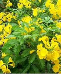 Esperanza Gold Star Yellow Bells Live Plant - Tecoma stans Yellow Flowering Shrub - 1 Gallon Pot - Outdoor - Image 1