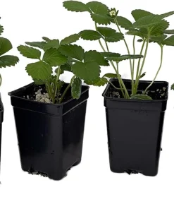 Estavana Gourmet Strawberry Live Plants - 4 Pack - 2.5 inch Pots - Everbearing Outdoor - Image 2