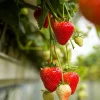 Estavana Gourmet Strawberry Live Plants - 4 Pack - 2.5 inch Pots - Everbearing Outdoor - Image 1