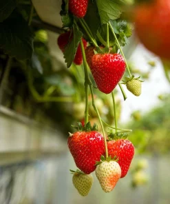 Estavana Gourmet Strawberry Live Plants - 4 Pack - 2.5 inch Pots - Everbearing Outdoor - Image 1