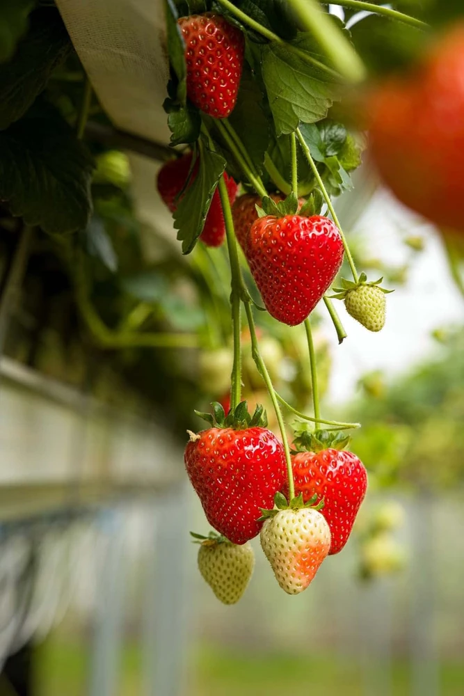 Estavana Gourmet Strawberry Live Plants - 4 Pack - 2.5 inch Pots - Everbearing Outdoor - Image 1