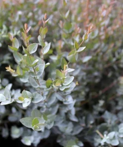Eucalyptus Lunata 'Moon Lagoon' Gum Tree Seeds - 20 Seeds - Outdoor - Image 2