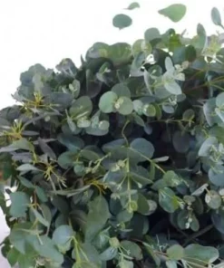Eucalyptus Lunata 'Moon Lagoon' Gum Tree Seeds - 20 Seeds - Outdoor - Image 3