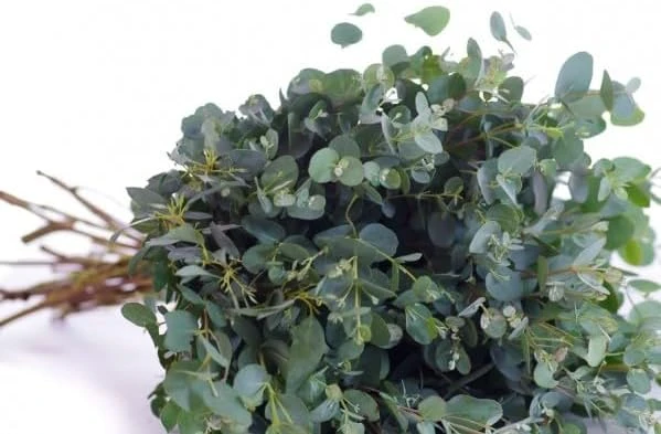 Eucalyptus Lunata 'Moon Lagoon' Gum Tree Seeds - 20 Seeds - Outdoor - Image 3