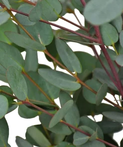 Eucalyptus Lunata 'Moon Lagoon' Gum Tree Seeds - 20 Seeds - Outdoor - Image 4