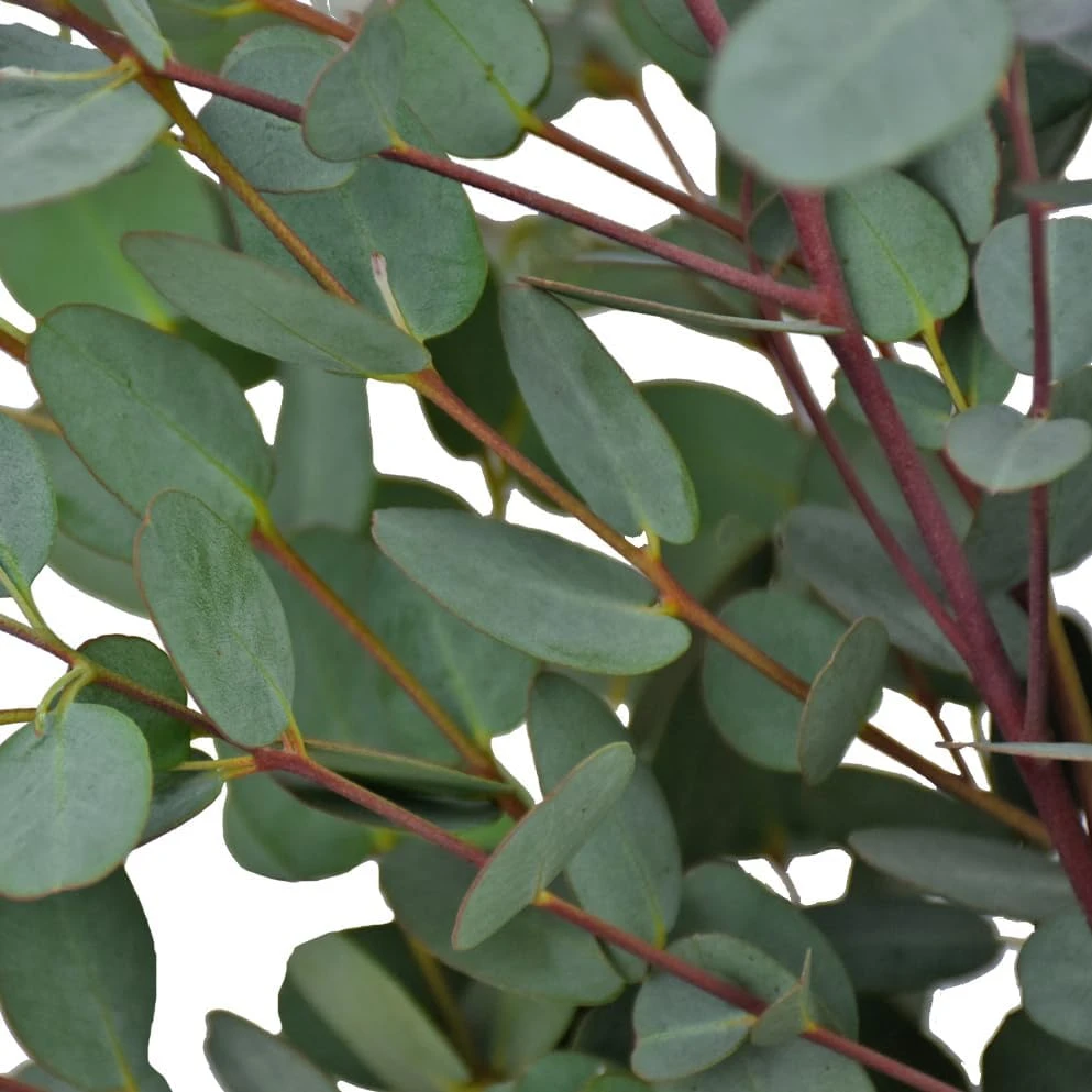 Eucalyptus Lunata 'Moon Lagoon' Gum Tree Seeds - 20 Seeds - Outdoor - Image 4