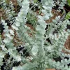 Eucalyptus Lunata 'Moon Lagoon' Gum Tree Seeds - 20 Seeds - Outdoor - Image 1