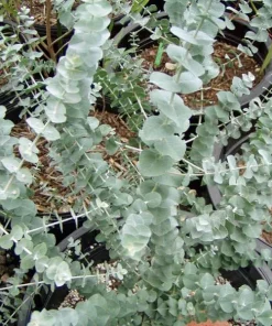 Eucalyptus Lunata 'Moon Lagoon' Gum Tree Seeds - 20 Seeds - Outdoor - Image 1