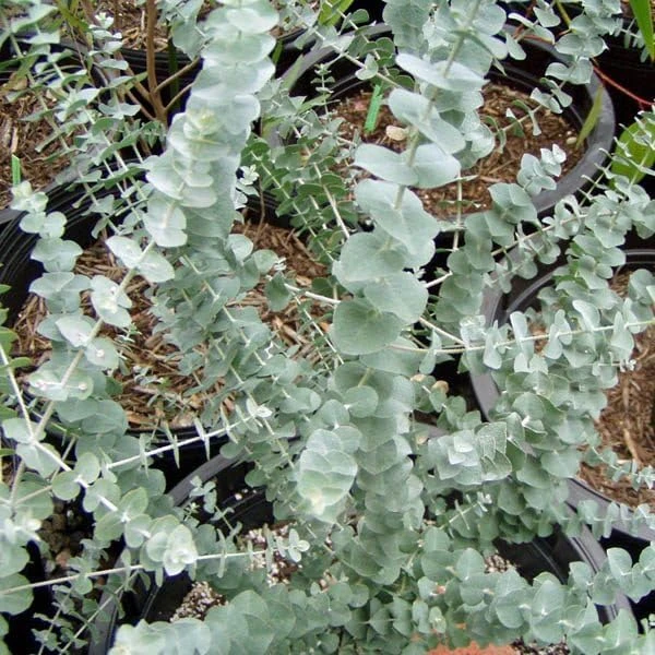 Eucalyptus Lunata 'Moon Lagoon' Gum Tree Seeds - 20 Seeds - Outdoor - Image 1