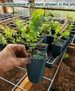 Eucalyptus Silver Dollar Live Plant - 5-8 Inch Tall, 5 Inch Pot, Fragrant - Image 2