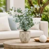 Eucalyptus Silver Dollar Live Plant - 5-8 Inch Tall, 5 Inch Pot, Fragrant - Image 1