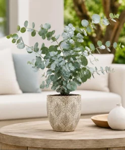 Eucalyptus Silver Dollar Live Plant - 5-8 Inch Tall, 5 Inch Pot, Fragrant - Image 1