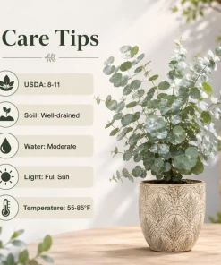 Eucalyptus Silver Dollar Live Plant - 5-8 Inch Tall, 5 Inch Pot, Fragrant - Image 4