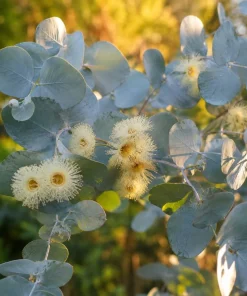 Eucalyptus Silver Dollar Live Plant - 5-8 Inch Tall, 5 Inch Pot, Fragrant - Image 5