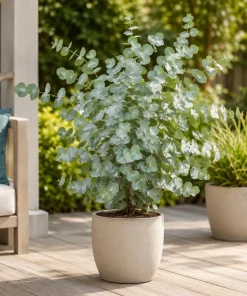 Eucalyptus Silver Dollar Live Plant - 5-8 Inch Tall, 5 Inch Pot, Fragrant - Image 6
