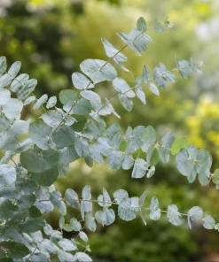 Eucalyptus Silver Dollar Live Plant - 5-8 Inch Tall, 5 Inch Pot, Fragrant - Image 7
