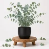 Eucalyptus Silver Dollar Live Plant - Baby Blue Fragrant, 4-7 in Tall, 4 in Pot - Image 1