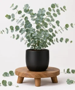 Eucalyptus Silver Dollar Live Plant - Baby Blue Fragrant, 4-7 in Tall, 4 in Pot - Image 1