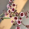 Euphorbia guiengola Seeds - Rare Caudex Succulent String Of Stars, 7 Seeds - Image 1