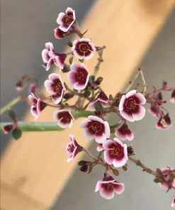 Euphorbia guiengola Seeds - Rare Caudex Succulent String Of Stars, 7 Seeds - Image 1