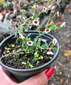 Euphorbia guiengola Seeds - Rare Caudex Succulent String Of Stars, 7 Seeds - Image 3