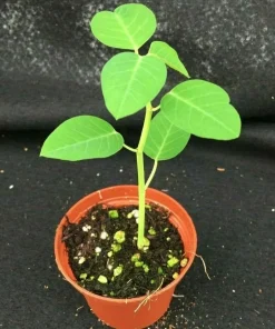 Euphorbia Guiengola String of Stars Live Plant – Succulent in 2
