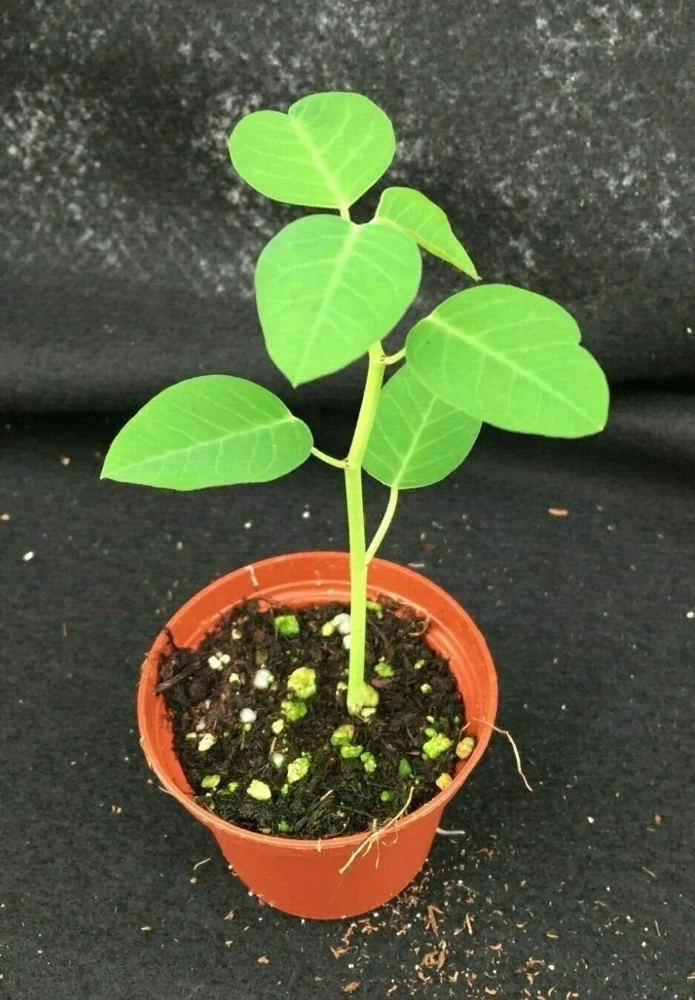 Euphorbia Guiengola String of Stars Live Plant – Succulent in 2" Pot - Image 2