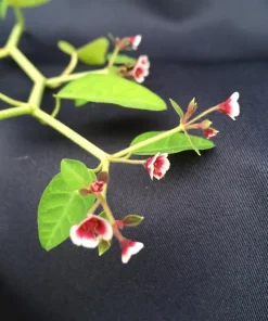 Euphorbia Guiengola String of Stars Live Plant – Succulent in 2